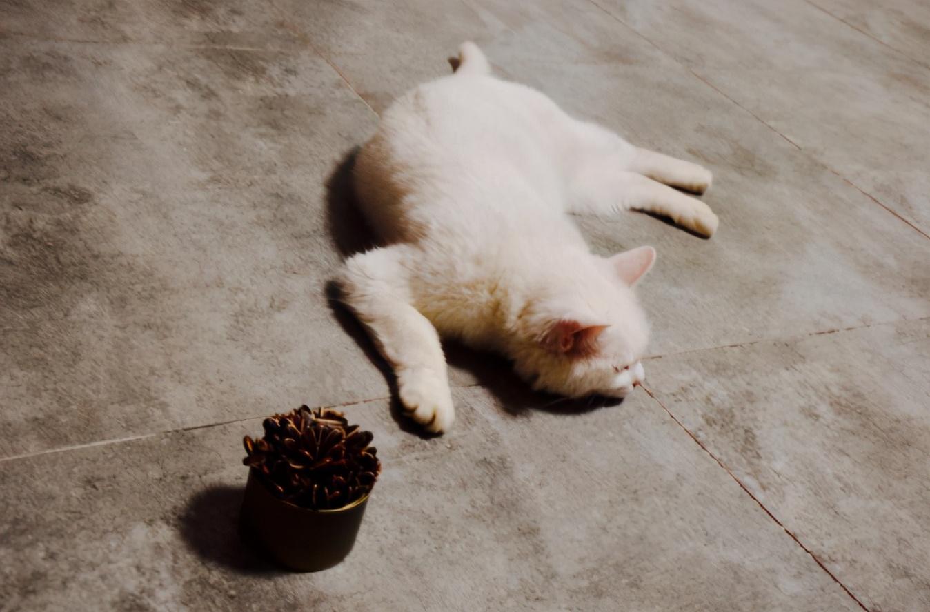 猫咪挑食怎么办