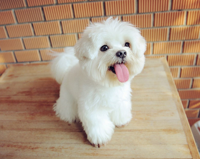 如何判断狗狗是否骨折