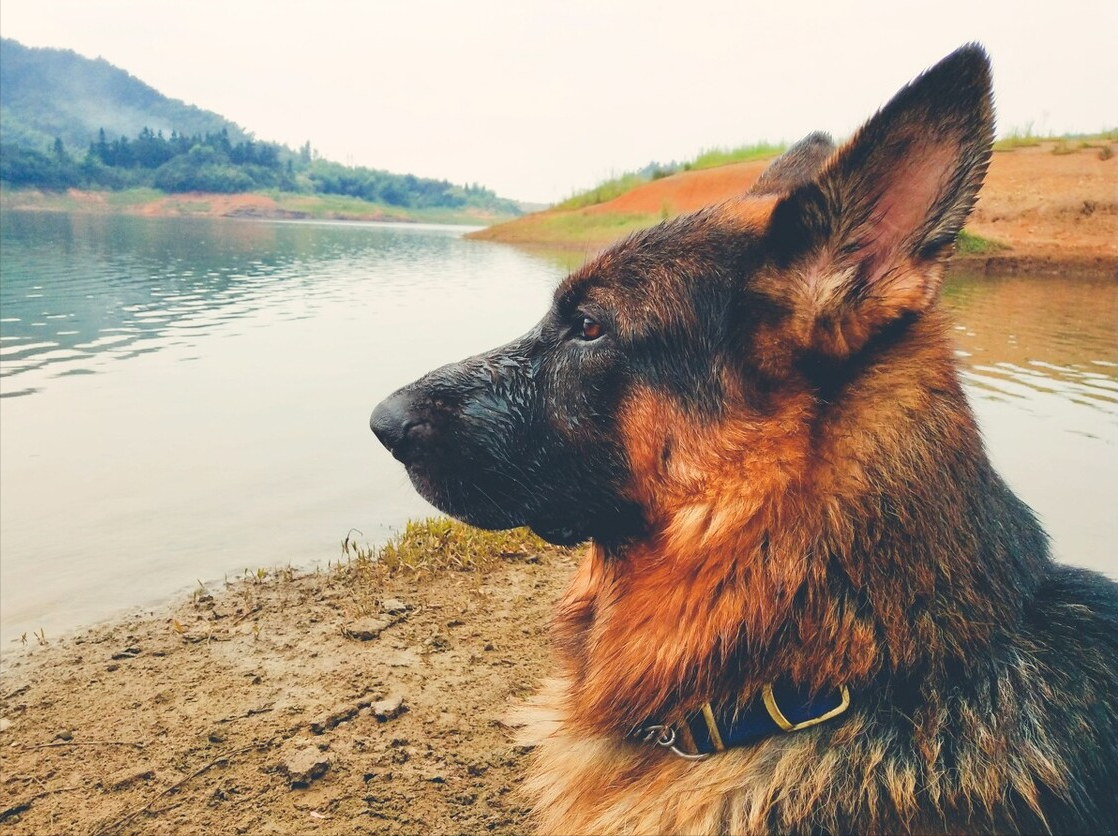 边境牧羊犬是禁养犬吗