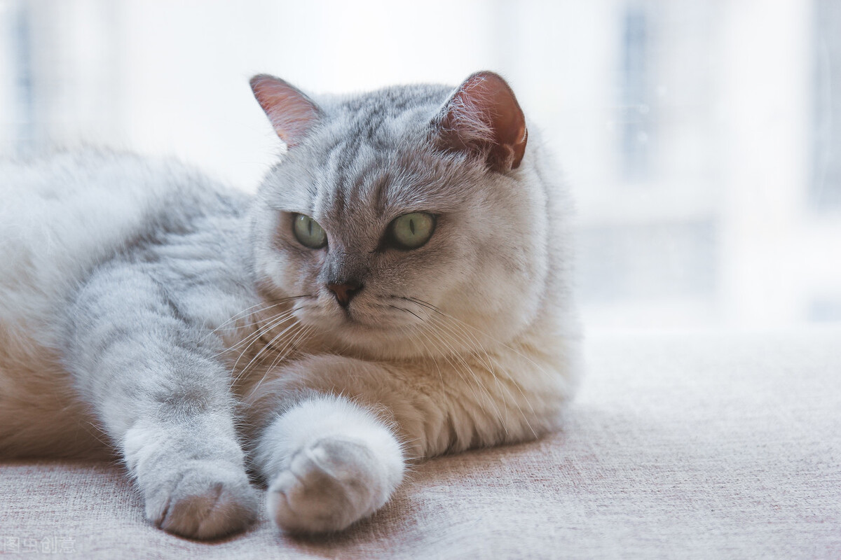 没有骨头的小猫咪是什么样的