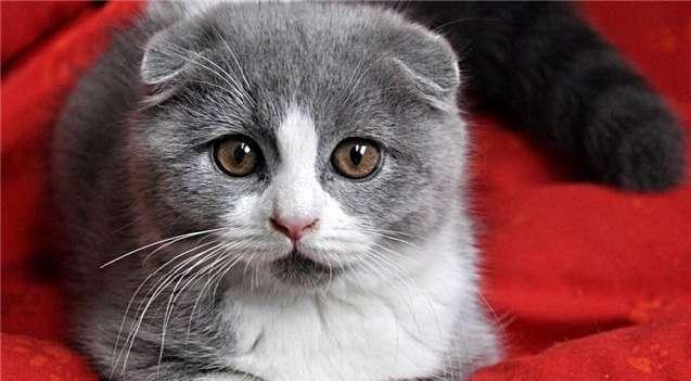 为什么猫越打越亲人