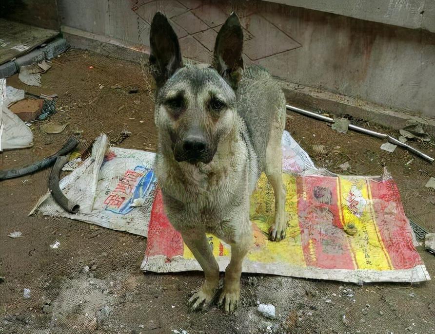 中华狼青犬凶吗