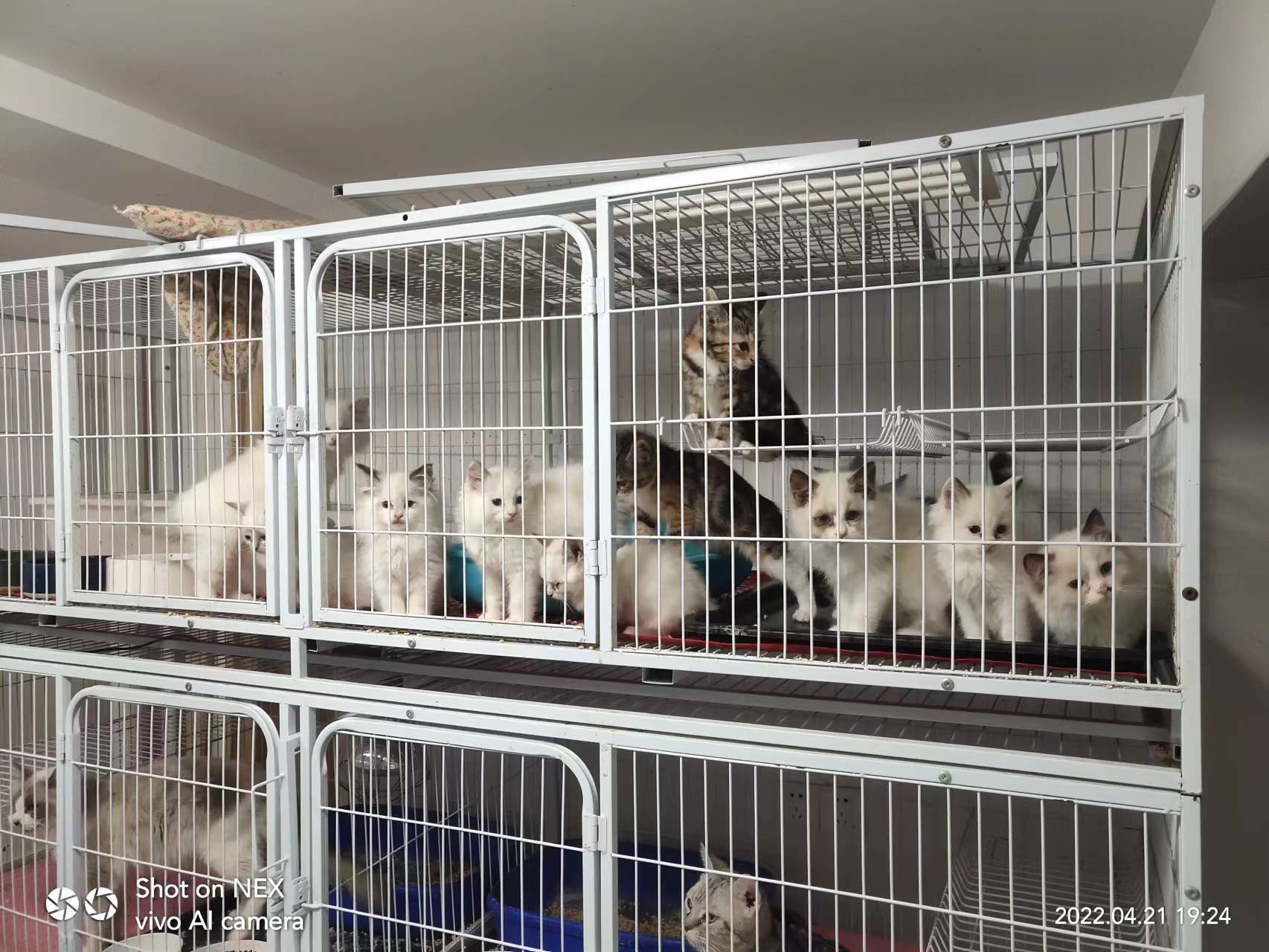 网上买宠物猫在哪个平台好