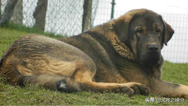 中国昆仑山脉犬