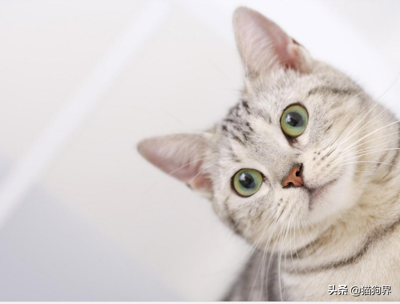 最近猫咪流哈喇子咋回事