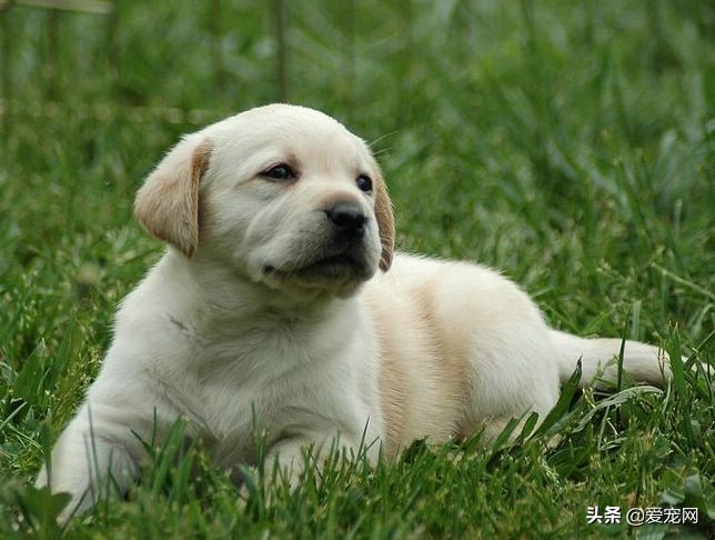 最可爱的狗品种