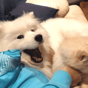 萨摩耶犬可以个人养吗