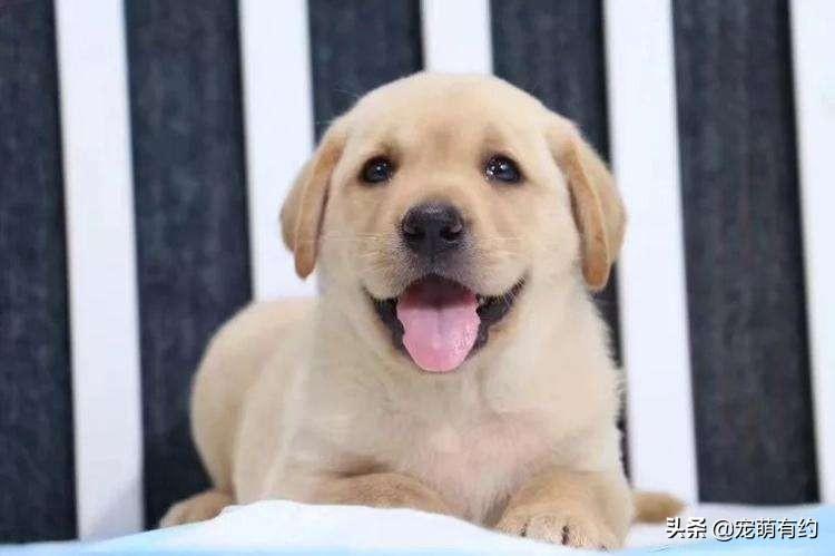 拉布拉多幼犬40天怎么喂养