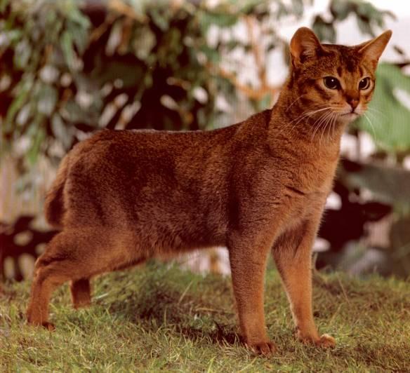 埃及纯种阿比西尼亚猫价格