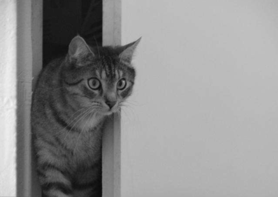 猫咪每晚抓门如何改正