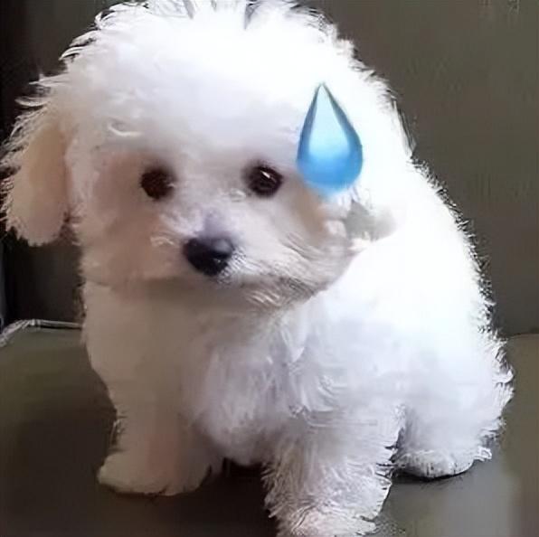 为什么比熊不能成为流浪狗呢