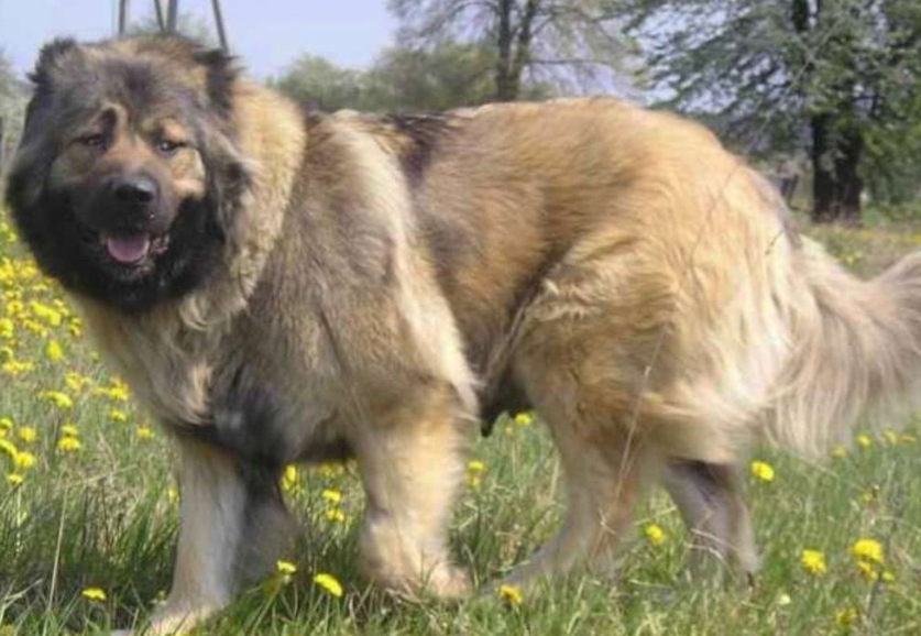 大高加索犬适合家养吗