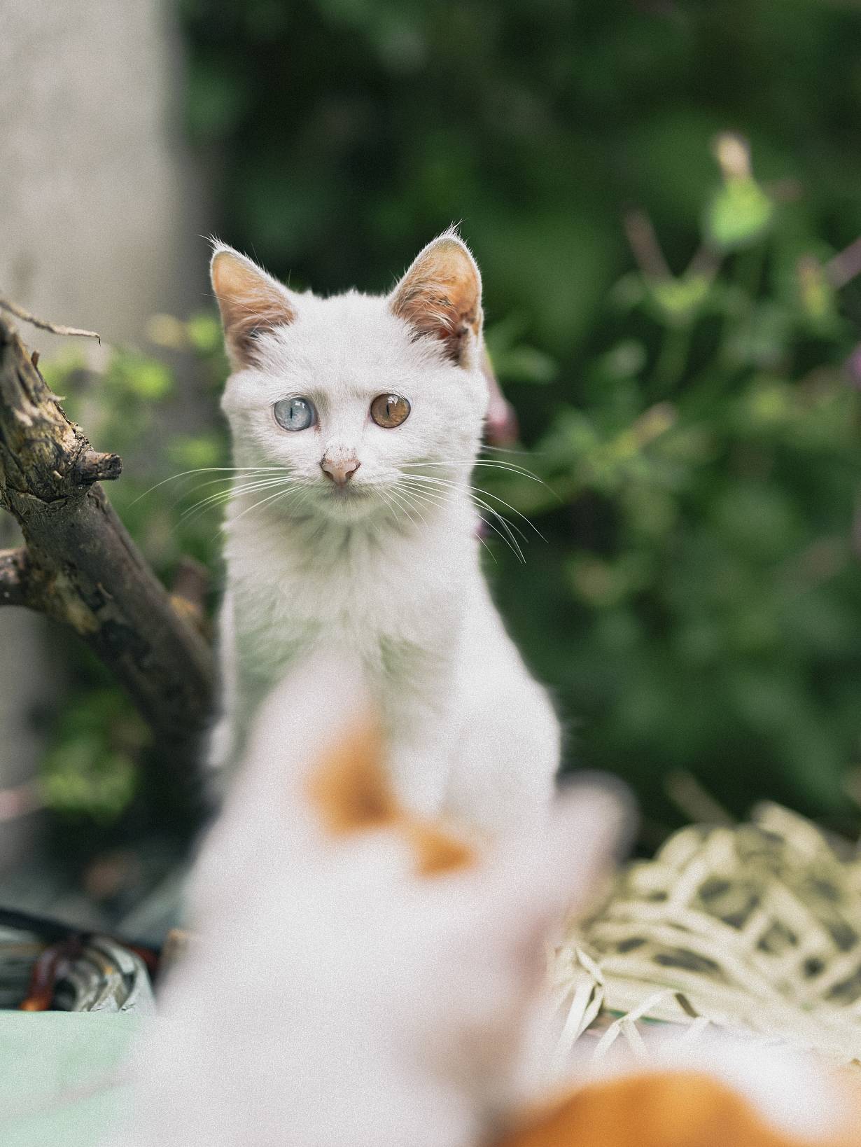 阴阳眼猫有什么讲究