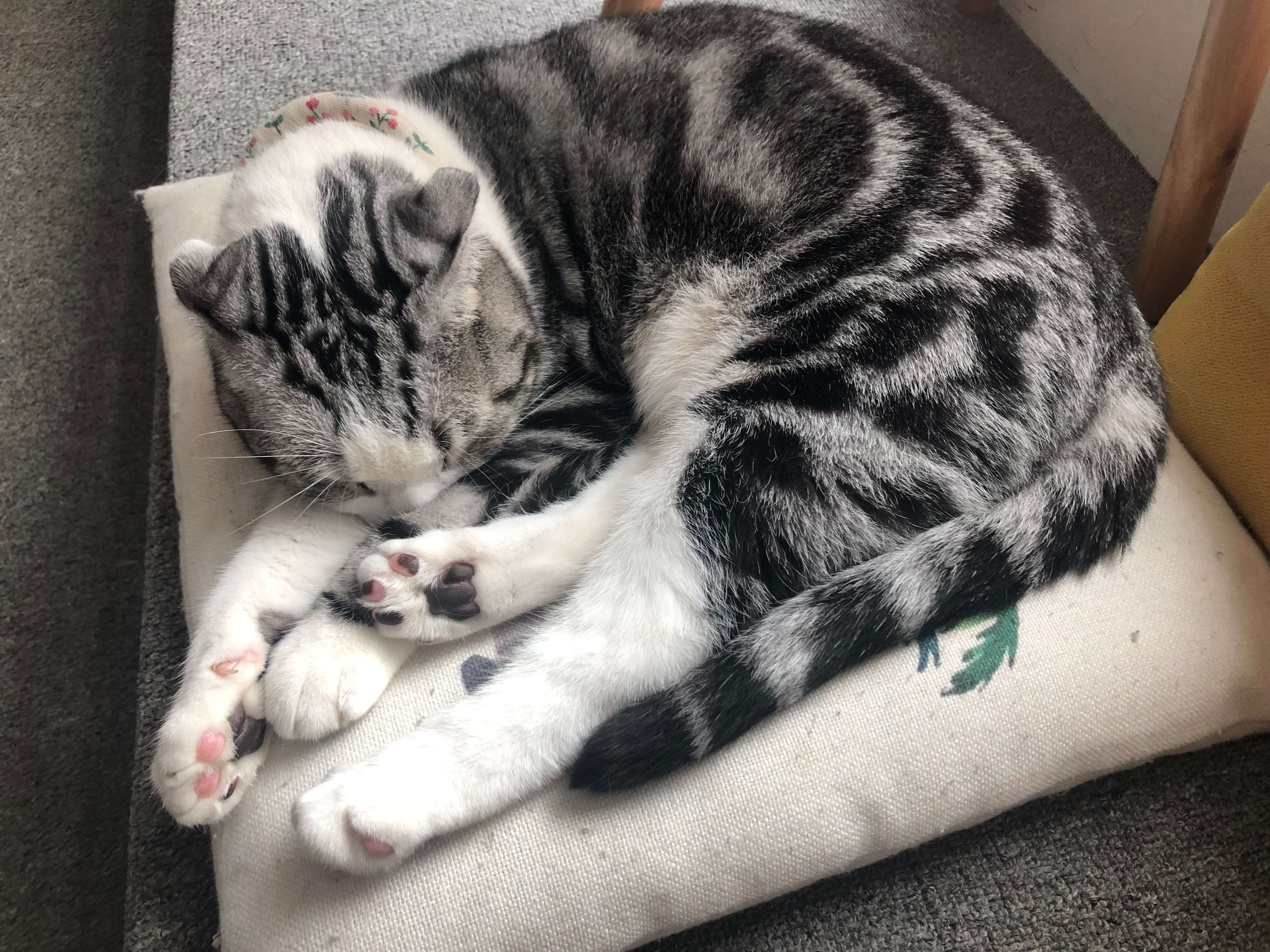 猫一直发出低沉的马达声