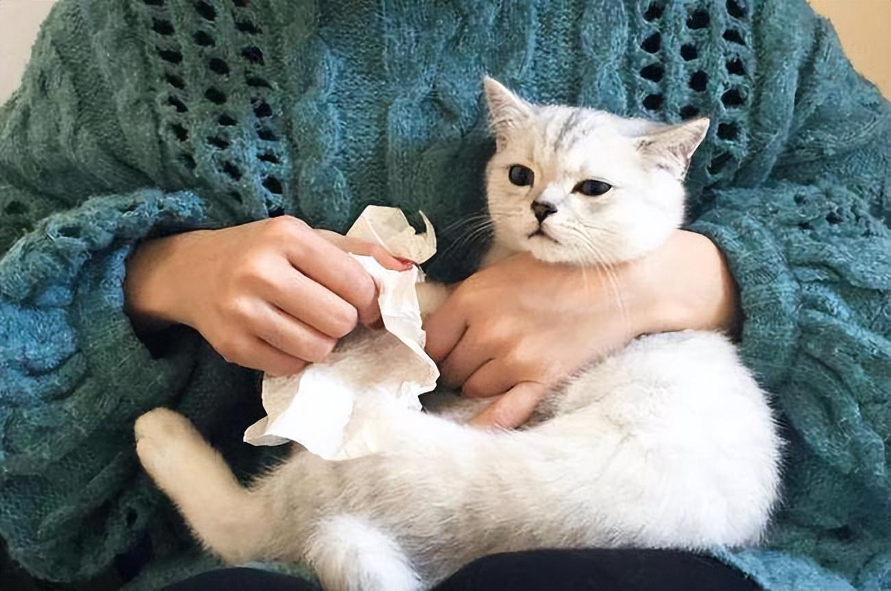 暹罗猫价格多少钱