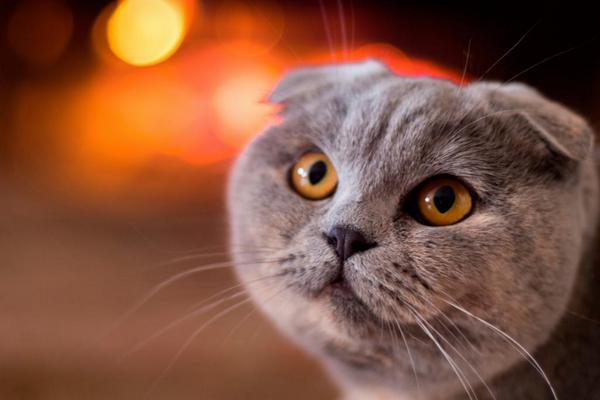 宠物猫排名前十