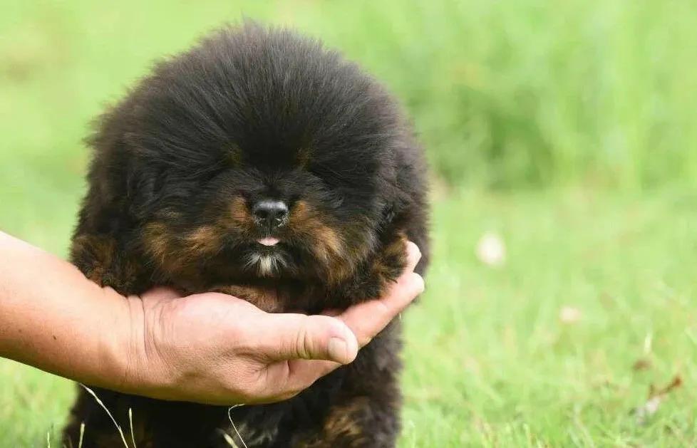 西藏猎犬长什么样子