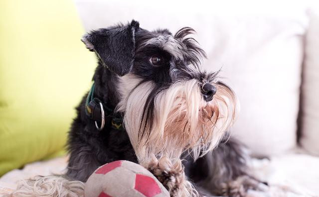 千万别养雪纳瑞