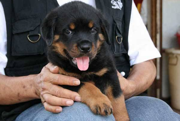 家养罗威纳犬怎么训练