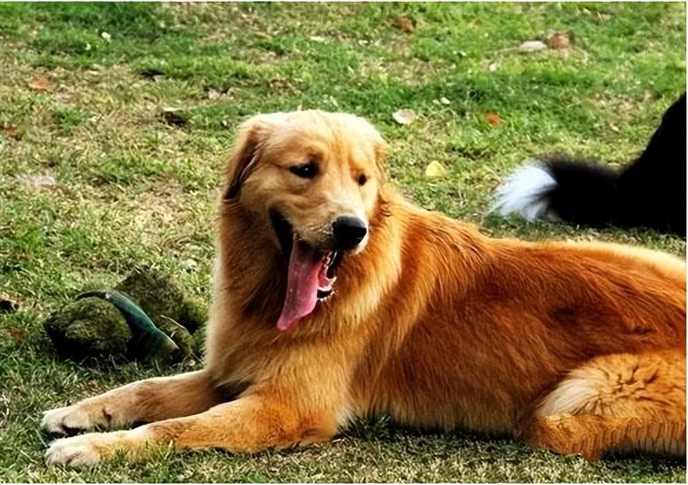 小金毛犬图片大全