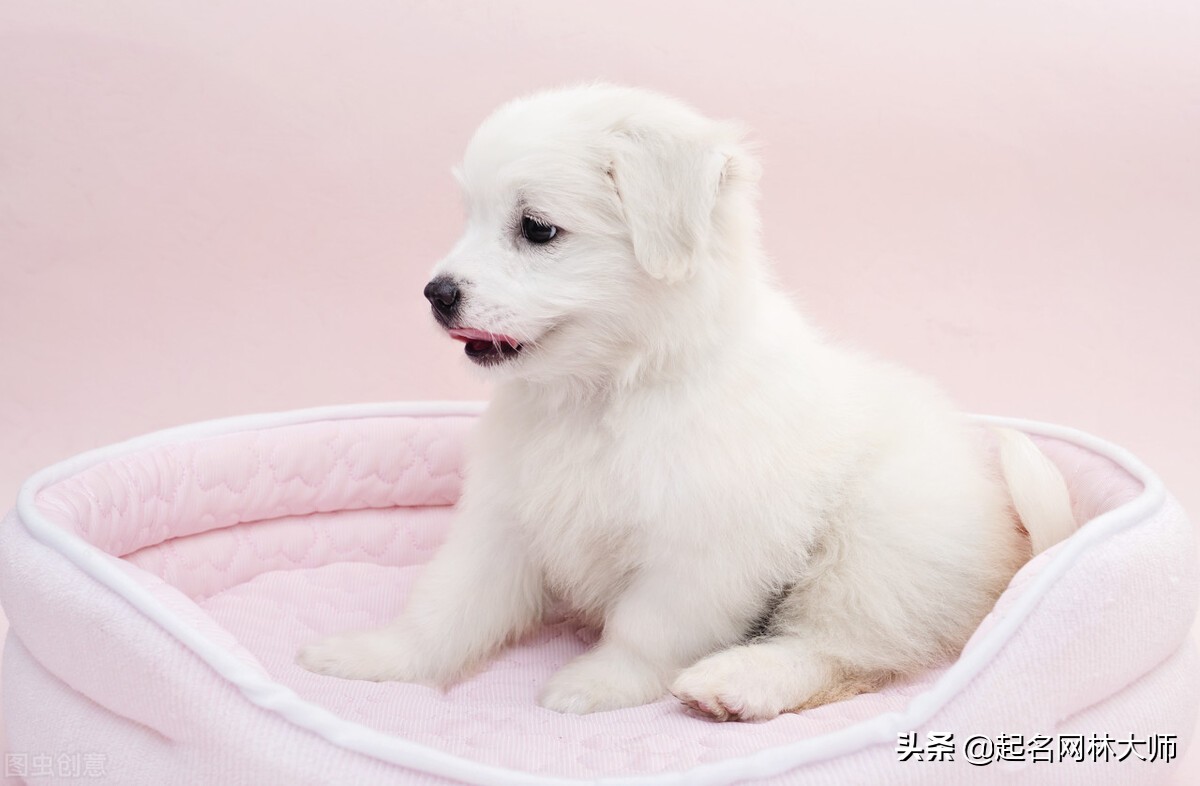 小沙皮狗取什么名字好