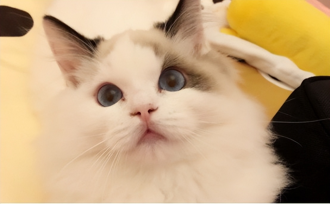 宠物猫的品种及价格图片大全