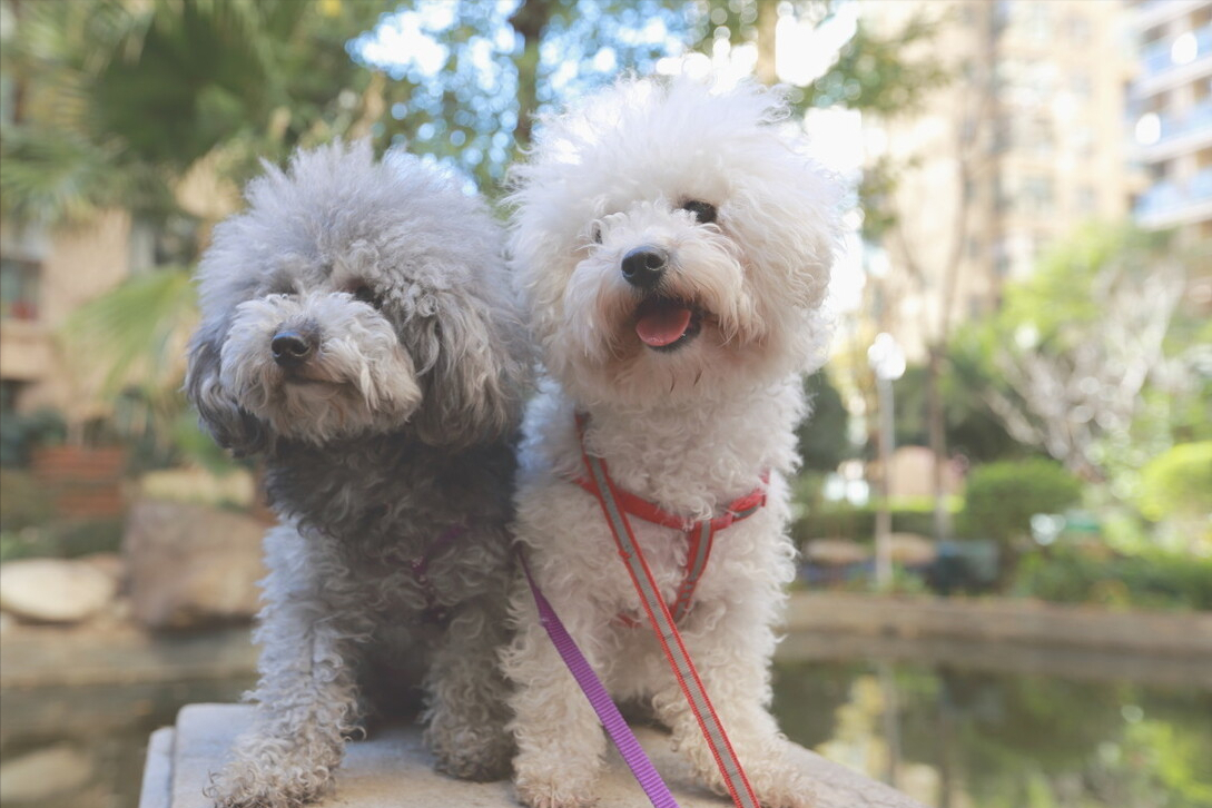 正宗泰迪狗多少钱一只