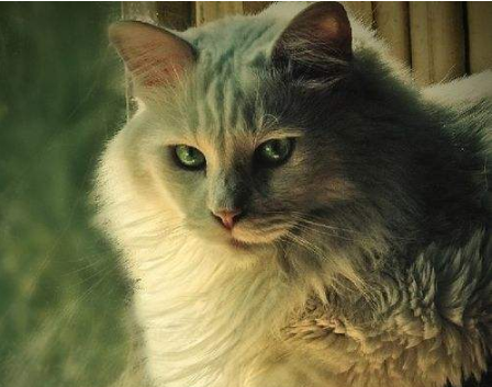 养猫对人的身体有哪些害处