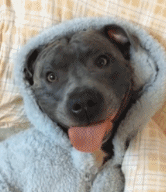 狗狗舔小便处是什么原因