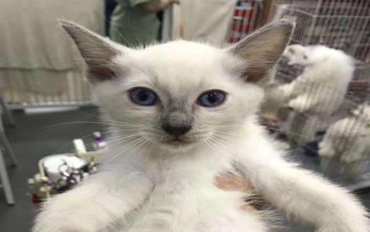 800元能买一只布偶猫吗