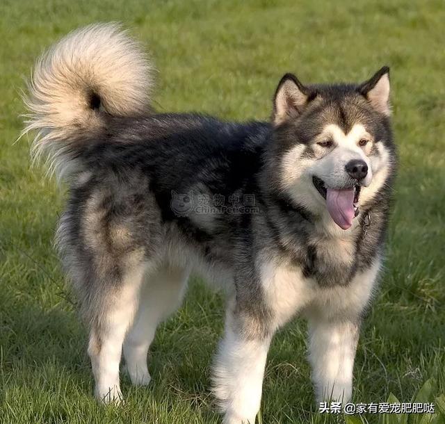 阿拉斯加熊版和狼版哪个好