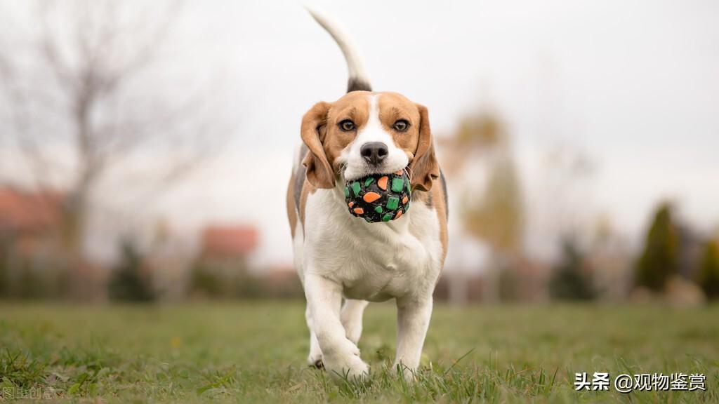 梗类犬所有品种图片