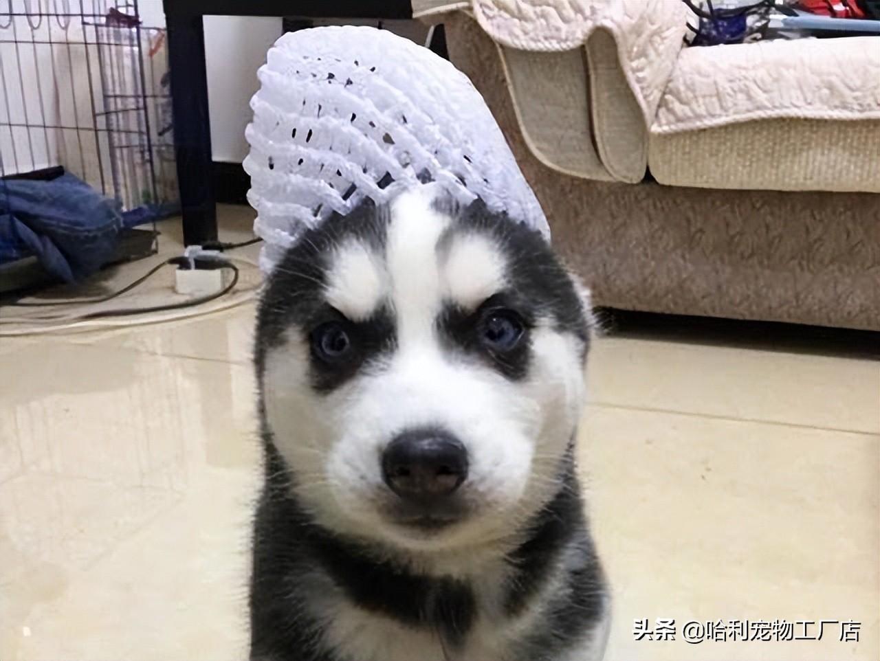 哈士奇幼犬多少钱一只