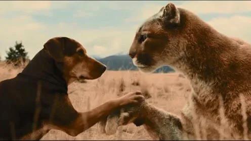 藏獒和狮子谁厉害