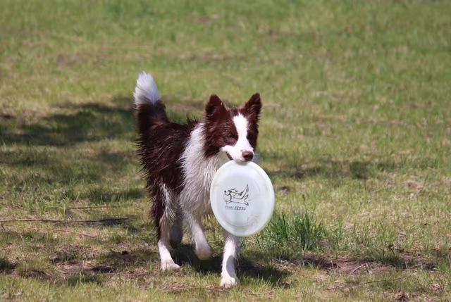 飞盘狗需要什么品种