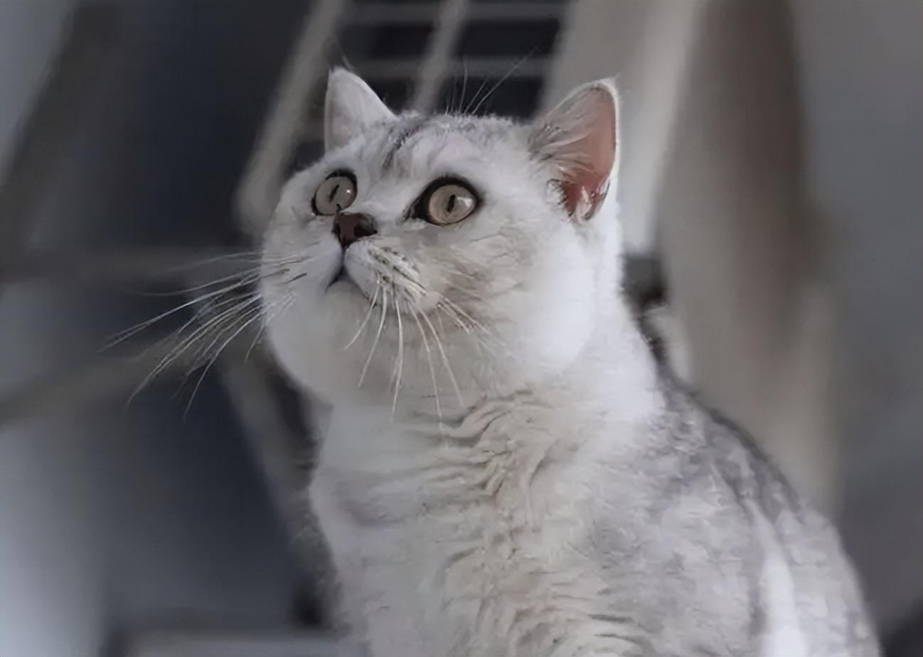 养银渐层有什么禁忌