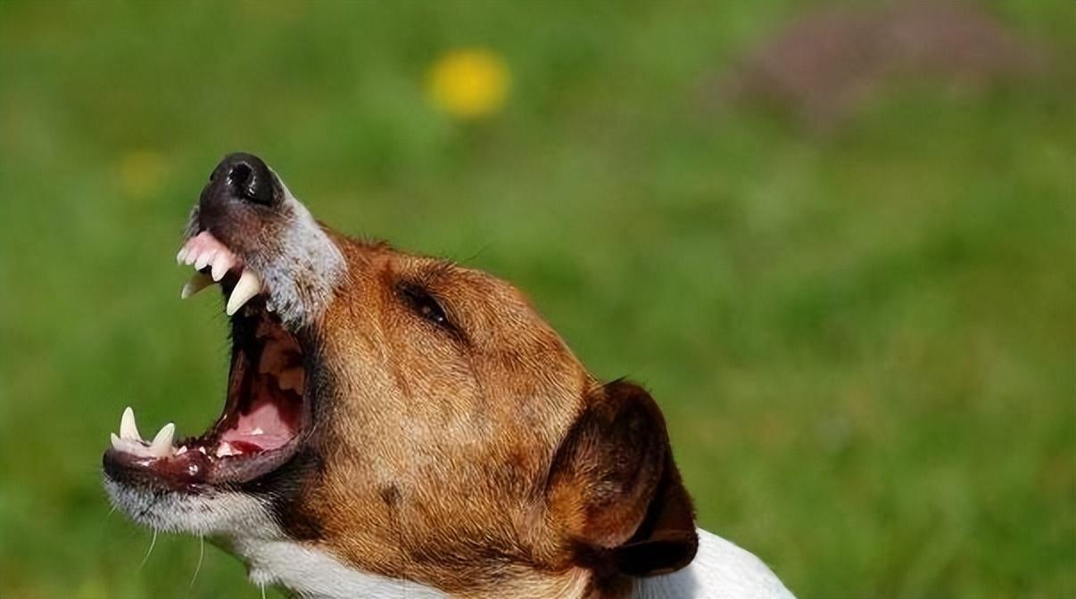 狗的叫声有三种分别是什么