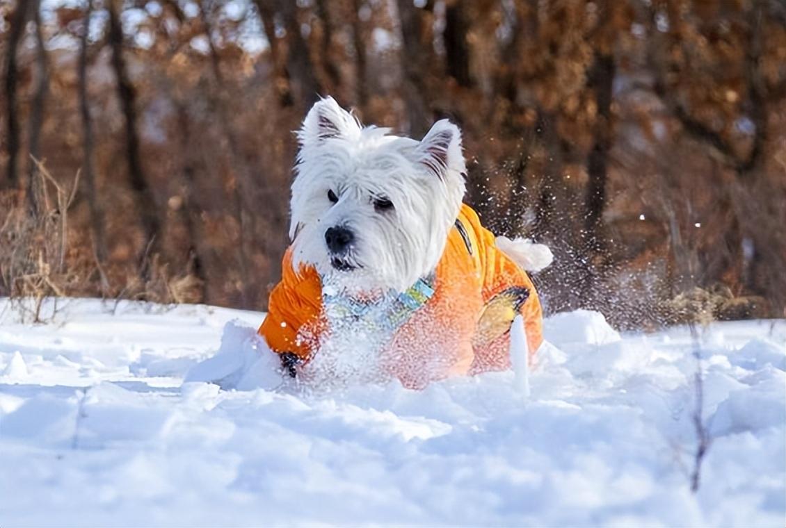 狗冬天怕不怕冷
