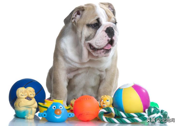 柯基喜欢什么颜色的玩具