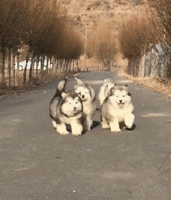 阿拉斯加犬多少钱一只