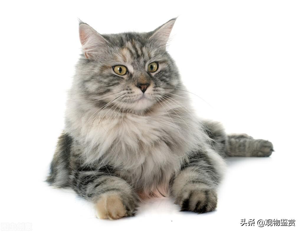 缅因猫能长多大