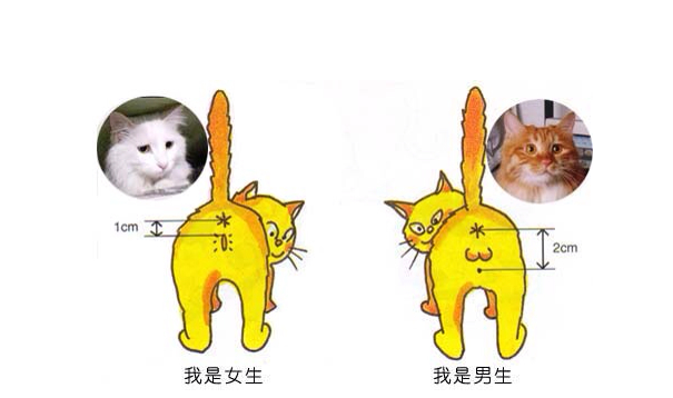 新手养公猫还是母猫