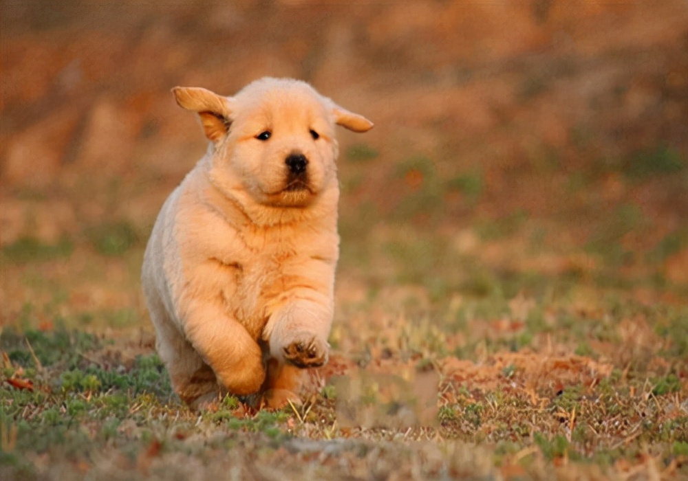 小狗吃什么长的快