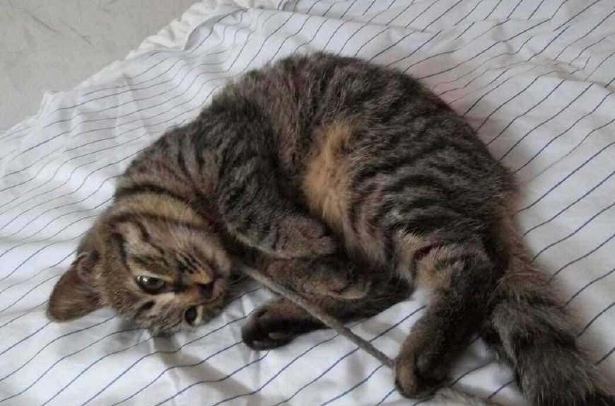 猫咪身上有寄生虫是啥表现