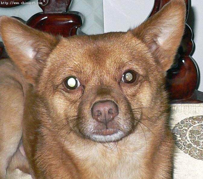 葡萄牙波登可犬图片