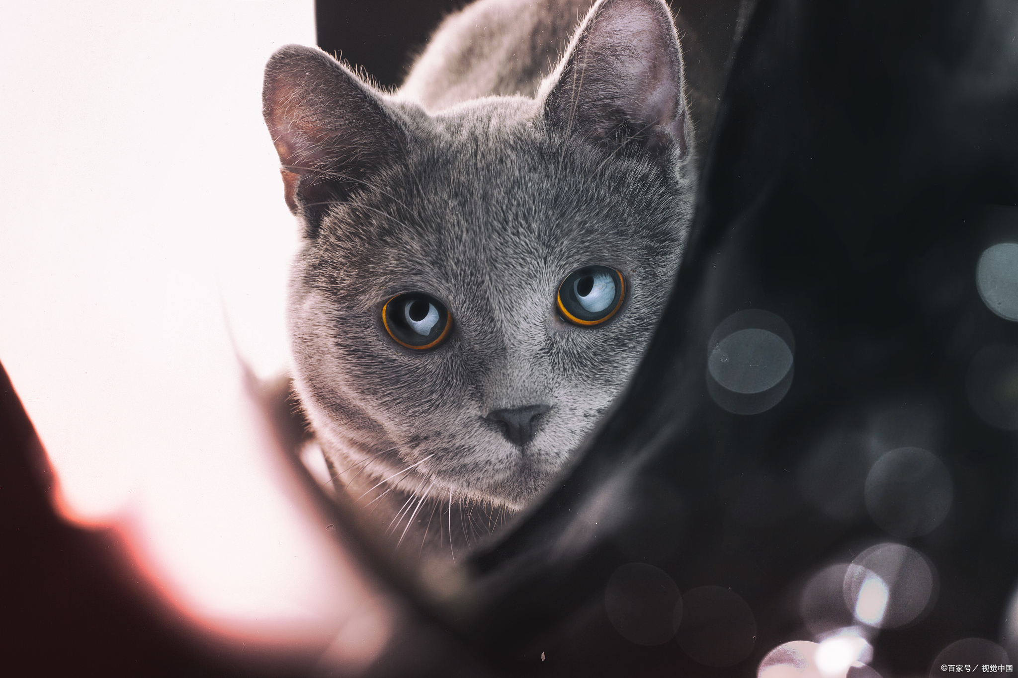 我喜欢的猫咪一段话