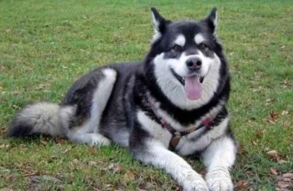 阿拉斯加什么颜色的品种好