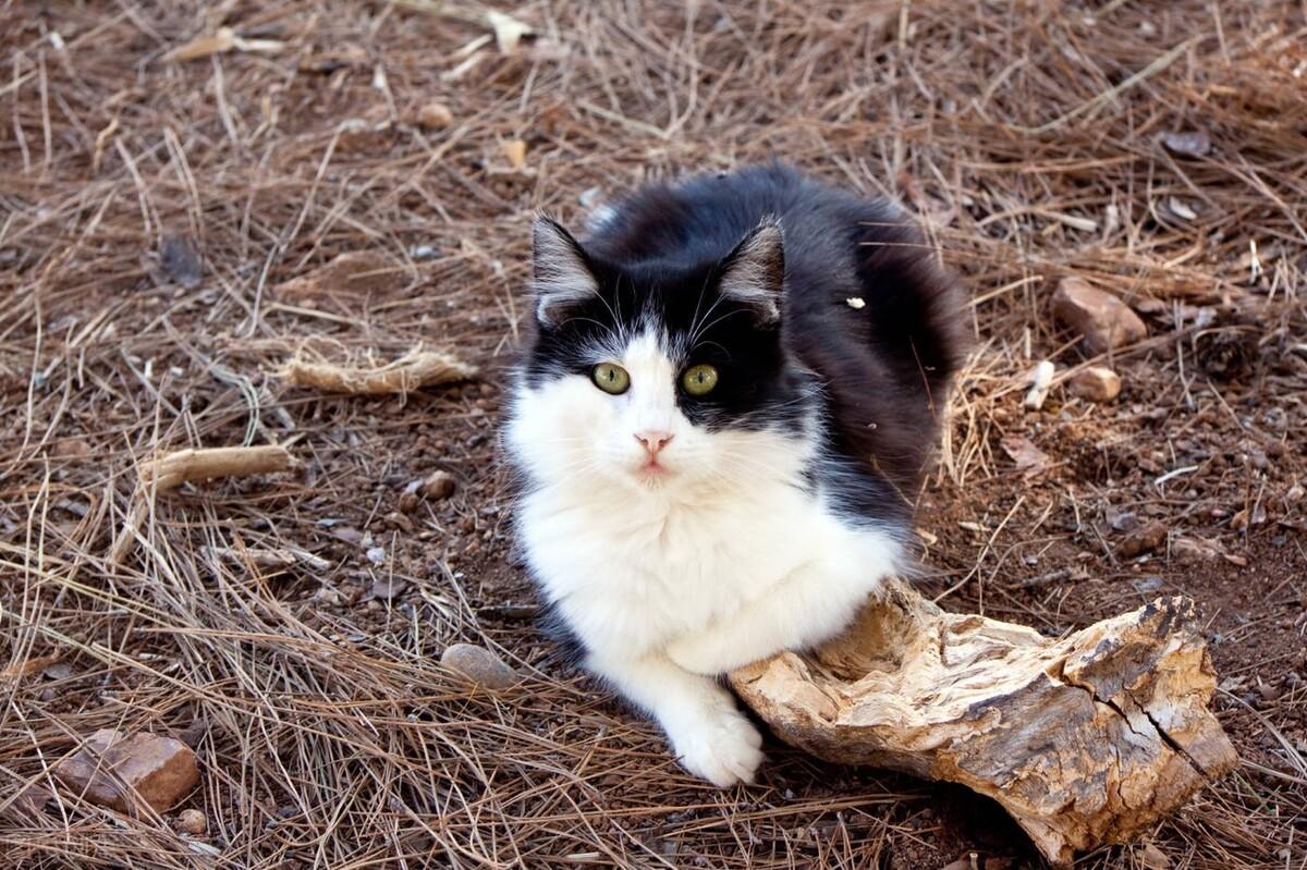 猫咪尿液很黄很浓怎么回事(公猫尿很浓稠发黄是什么）