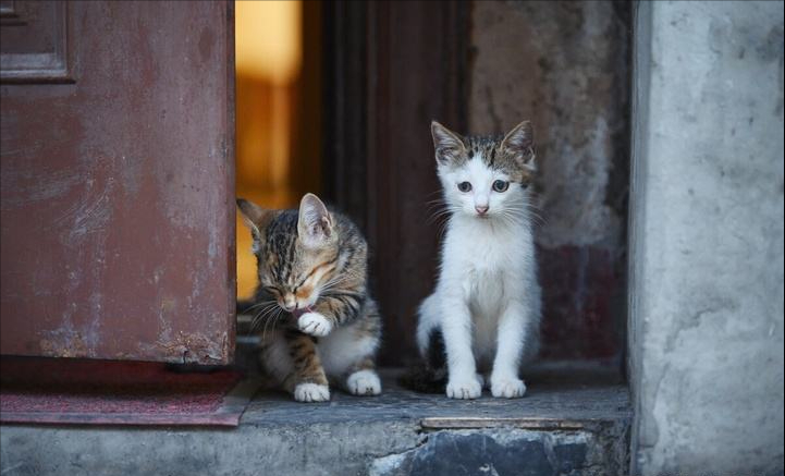 乌云盖雪猫多少钱一只