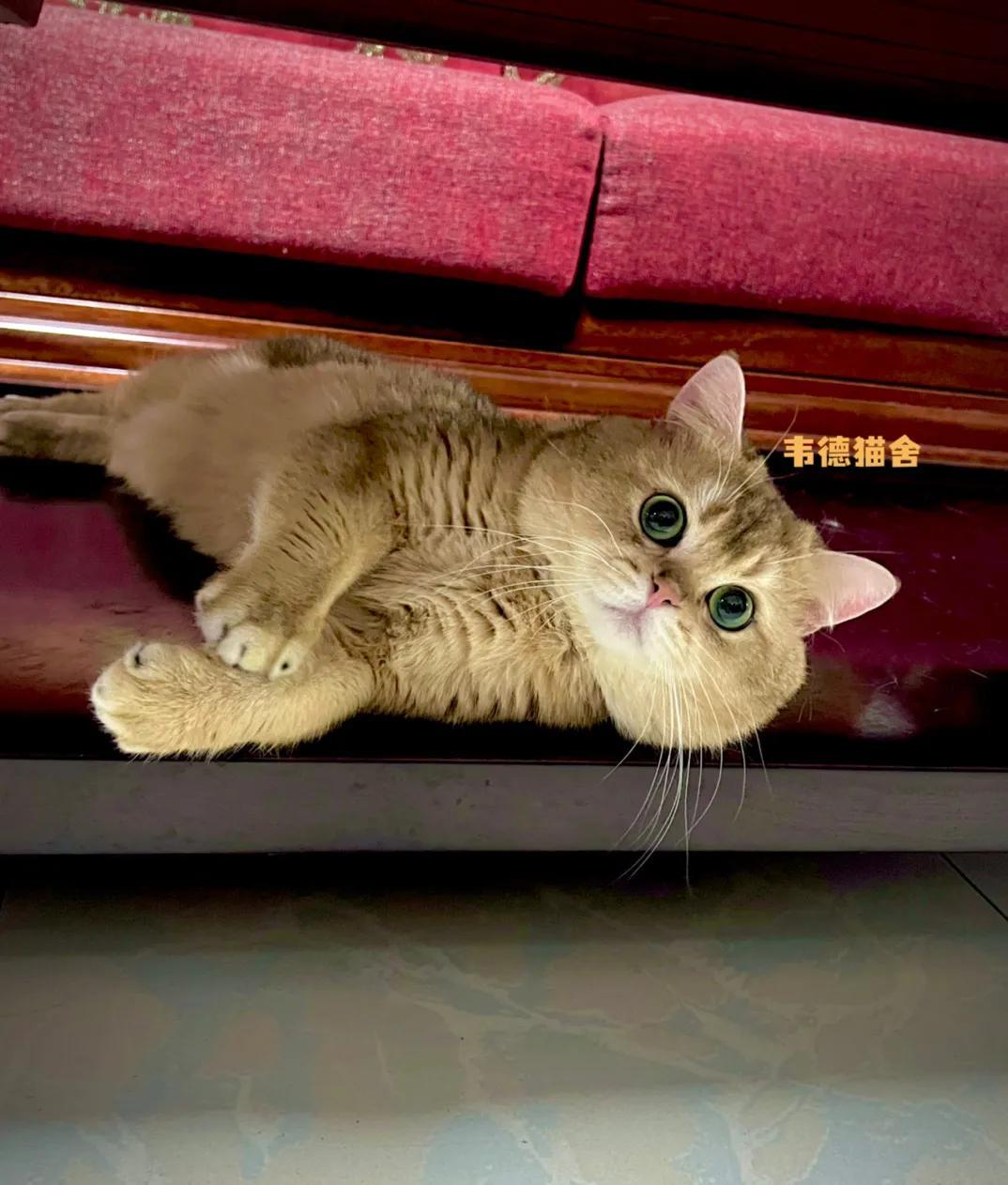 公猫几个月发情